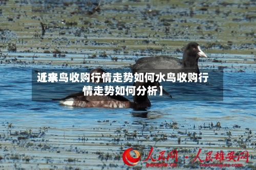 近来
【水鸟收购行情走势如何水鸟收购行情走势如何分析】