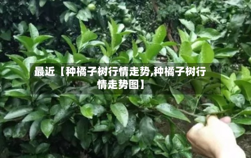 最近【种橘子树行情走势,种橘子树行情走势图】-第2张图片