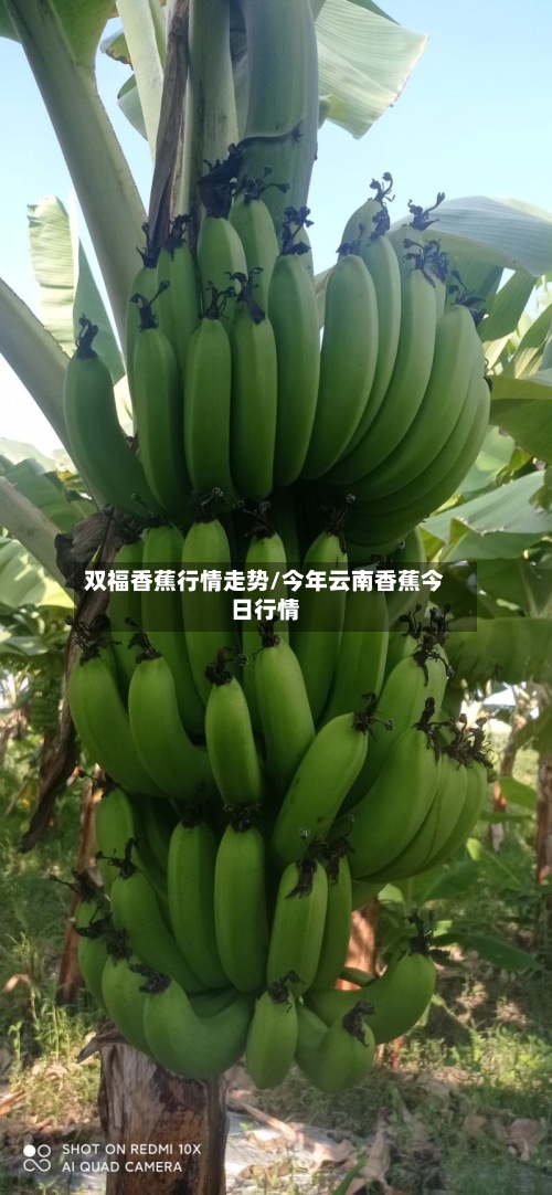 双福香蕉行情走势/今年云南香蕉今日行情