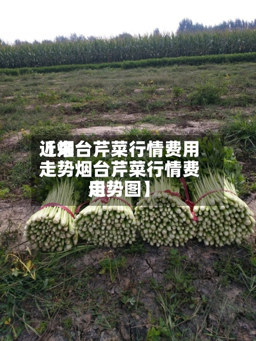近来
【烟台芹菜行情费用
走势烟台芹菜行情费用
走势图】-第2张图片