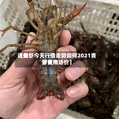 近来【青虾今天行情走势如何2021青虾费用今天市场价】-第2张图片