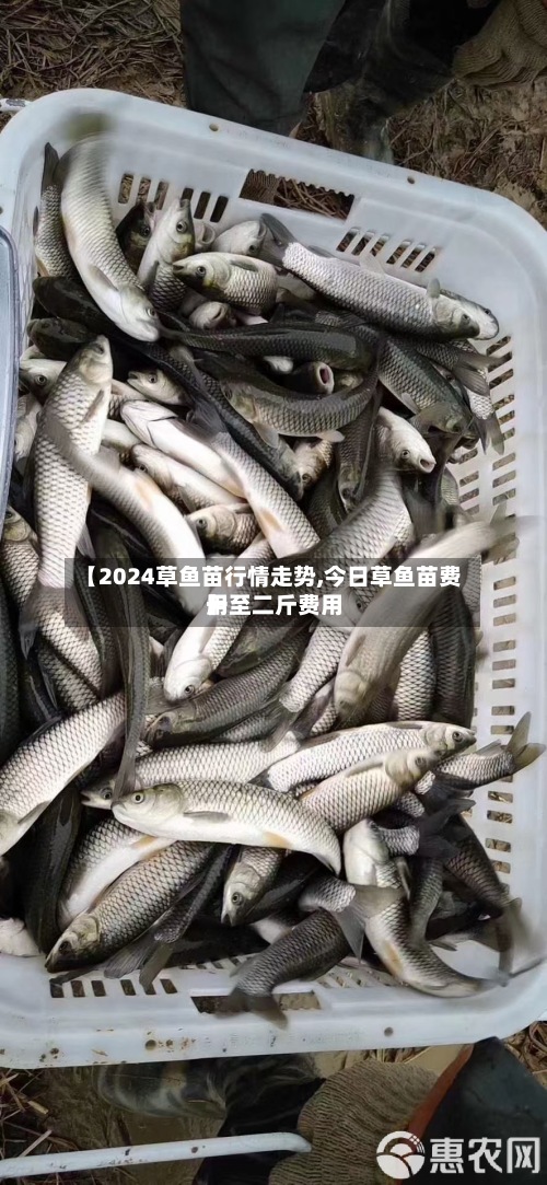 【2024草鱼苗行情走势,今日草鱼苗费用一至二斤费用】