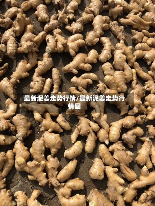 最新泥姜走势行情/最新泥姜走势行情图