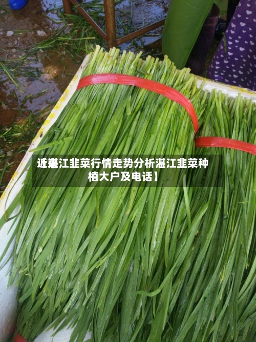 近来
【湛江韭菜行情走势分析湛江韭菜种植大户及电话】