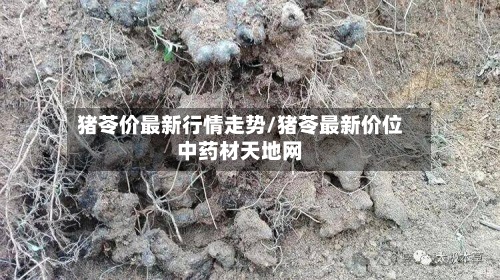 猪苓价最新行情走势/猪苓最新价位中药材天地网-第2张图片