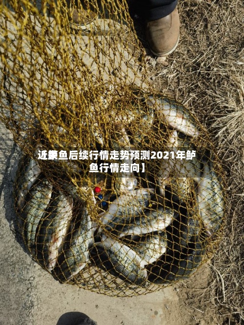 近来
【鲈鱼后续行情走势预测2021年鲈鱼行情走向】-第3张图片
