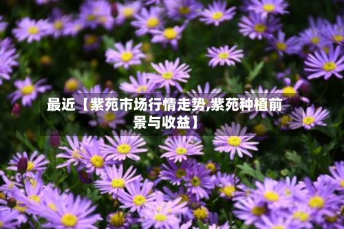 最近【紫苑市场行情走势,紫苑种植前景与收益】