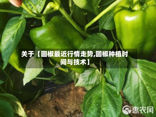 关于【圆椒最近行情走势,圆椒种植时间与技术】-第2张图片