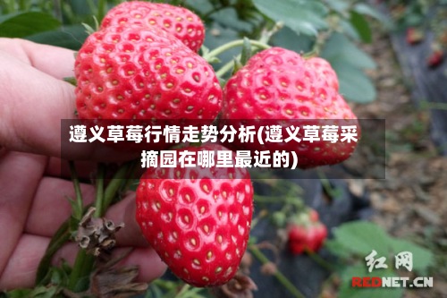 遵义草莓行情走势分析(遵义草莓采摘园在哪里最近的)