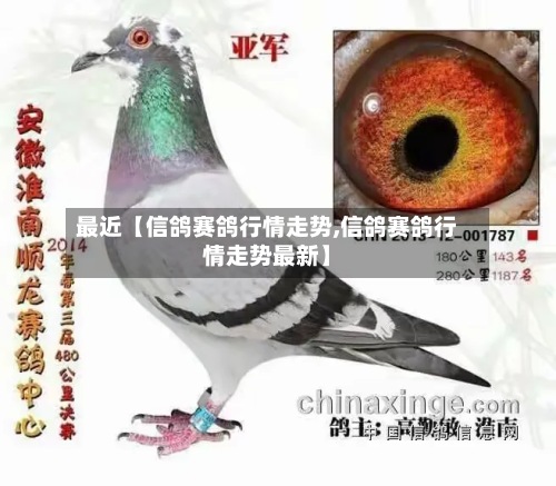 最近【信鸽赛鸽行情走势,信鸽赛鸽行情走势最新】-第3张图片