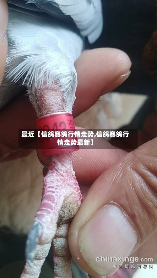 最近【信鸽赛鸽行情走势,信鸽赛鸽行情走势最新】-第2张图片