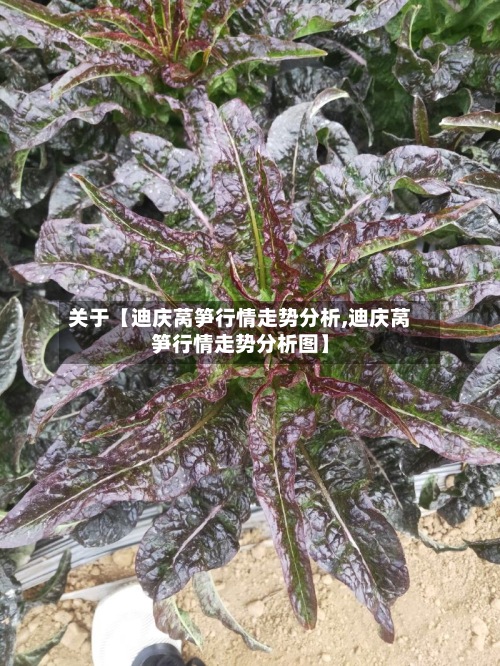 关于【迪庆莴笋行情走势分析,迪庆莴笋行情走势分析图】