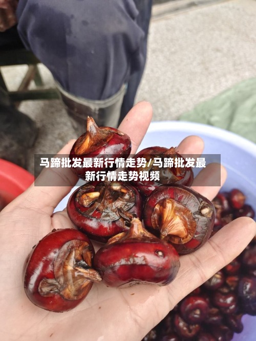 马蹄批发最新行情走势/马蹄批发最新行情走势视频-第3张图片