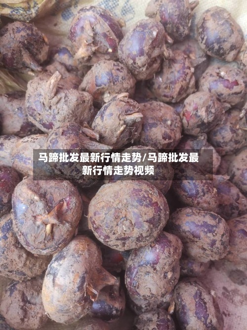 马蹄批发最新行情走势/马蹄批发最新行情走势视频