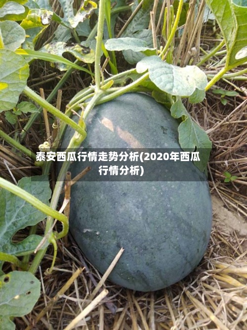 泰安西瓜行情走势分析(2020年西瓜行情分析)