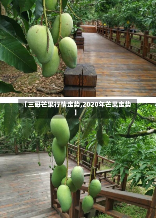 【三哥芒果行情走势,2020年芒果走势】-第3张图片