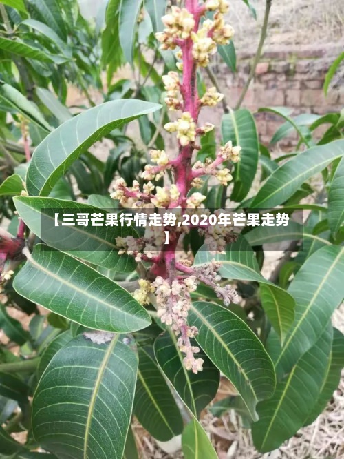 【三哥芒果行情走势,2020年芒果走势】