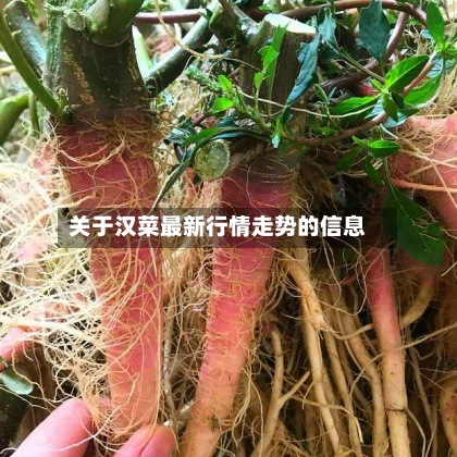 关于汉菜最新行情走势的信息-第2张图片