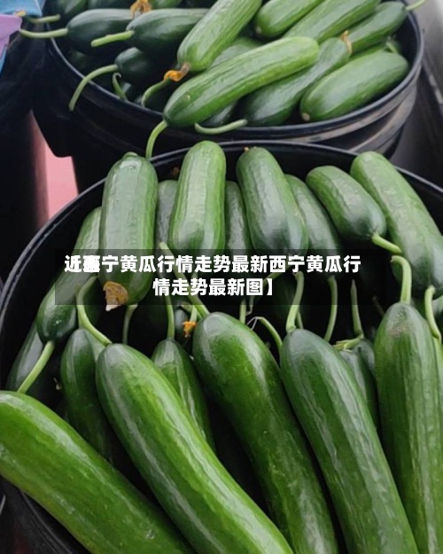 近来
【西宁黄瓜行情走势最新西宁黄瓜行情走势最新图】