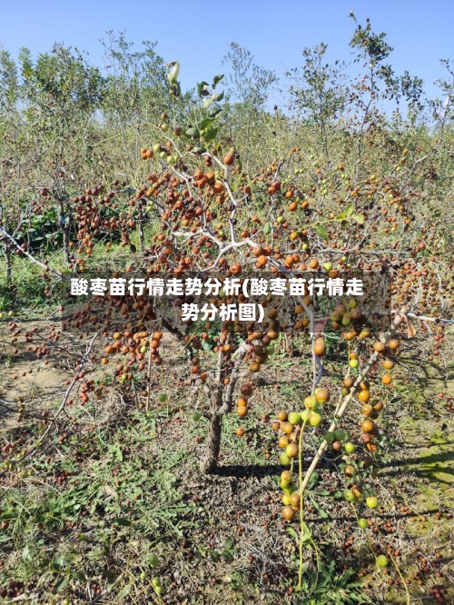 酸枣苗行情走势分析(酸枣苗行情走势分析图)