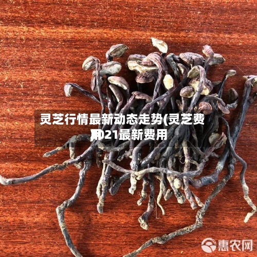 灵芝行情最新动态走势(灵芝费用2021最新费用)