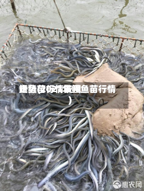 鳗鱼苗行情费用走势(2021年鳗鱼苗行情)