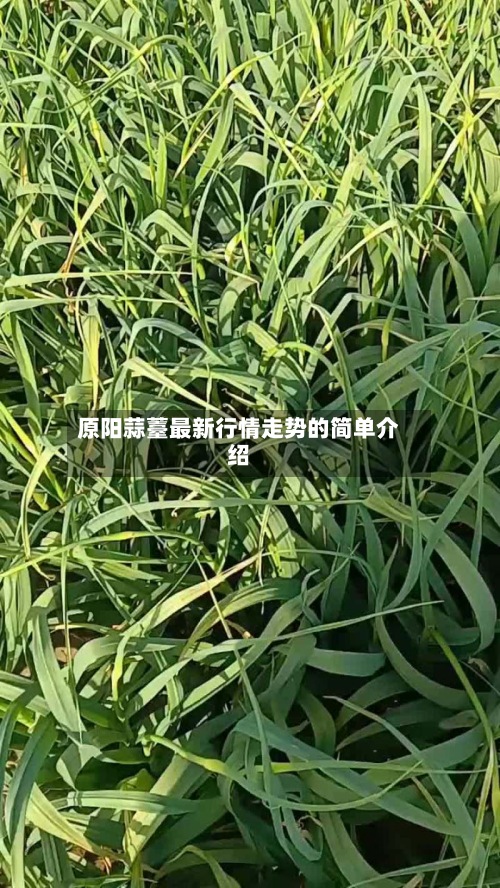 原阳蒜薹最新行情走势的简单介绍