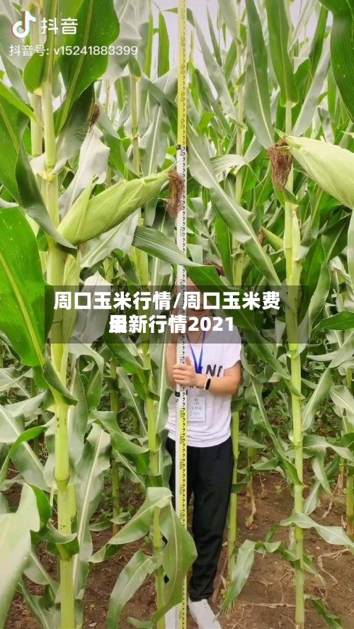 周口玉米行情/周口玉米费用最新行情2021