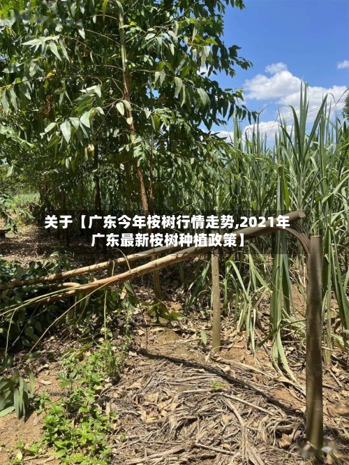关于【广东今年桉树行情走势,2021年广东最新桉树种植政策】-第3张图片