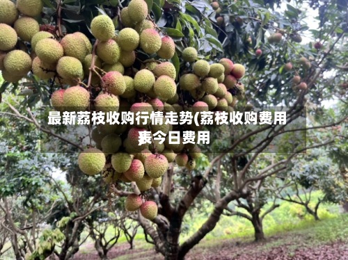 最新荔枝收购行情走势(荔枝收购费用
表今日费用
)-第3张图片