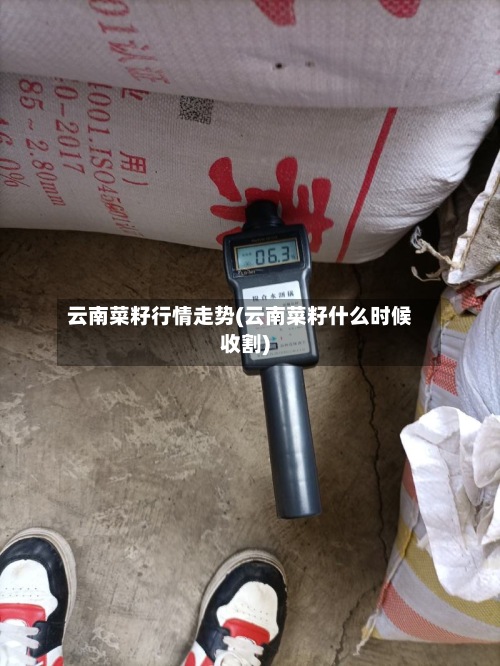 云南菜籽行情走势(云南菜籽什么时候收割)-第2张图片