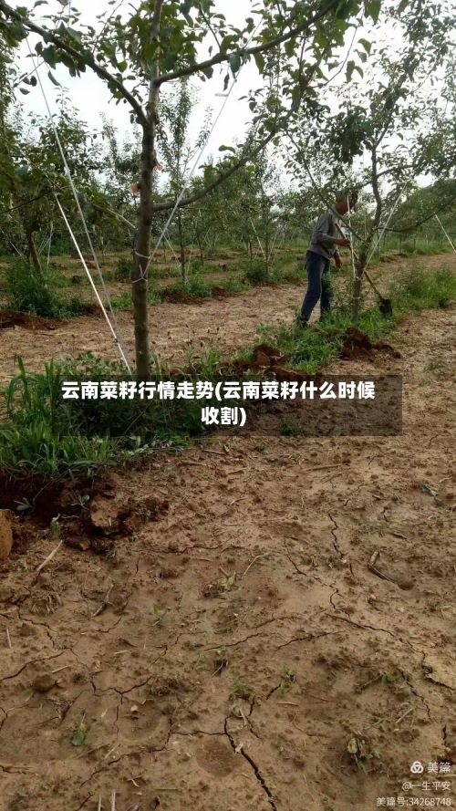 云南菜籽行情走势(云南菜籽什么时候收割)
