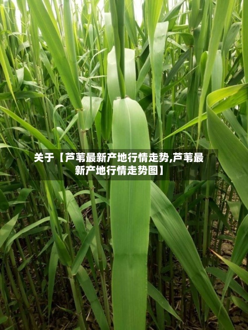 关于【芦苇最新产地行情走势,芦苇最新产地行情走势图】-第2张图片