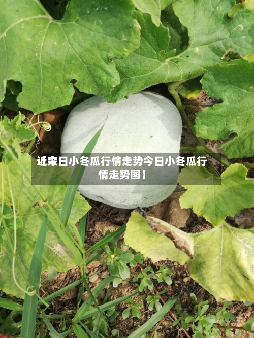 近来
【今日小冬瓜行情走势今日小冬瓜行情走势图】-第2张图片