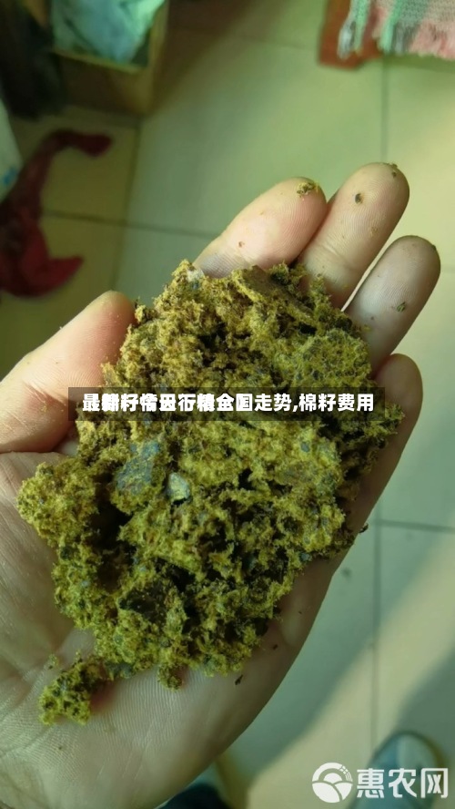 【棉籽今日行情全国走势,棉籽费用最新行情天下粮仓】-第2张图片