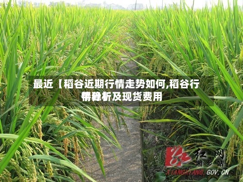 最近【稻谷近期行情走势如何,稻谷行情分析及现货费用
平稳】-第2张图片