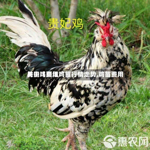关于【丽江鸡苗行情走势,鸡苗费用
与肉鸡费用
】-第2张图片
