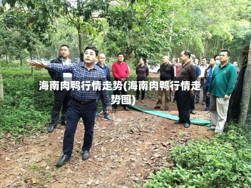 海南肉鸭行情走势(海南肉鸭行情走势图)