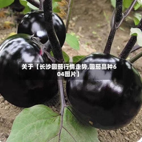 关于【长沙圆茄行情走势,圆茄品种604图片】