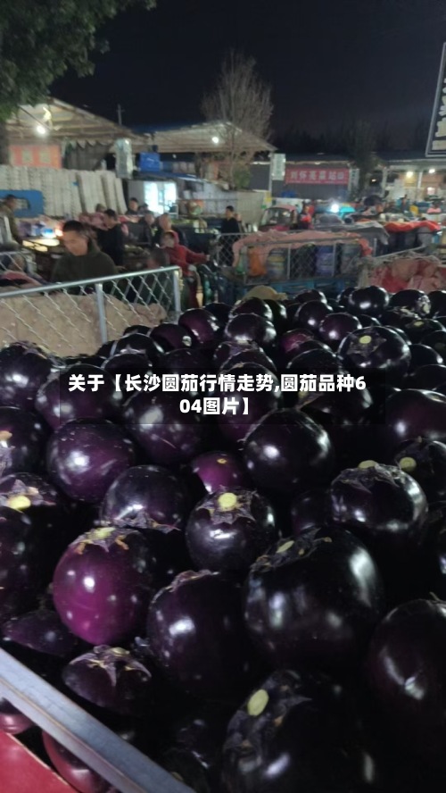 关于【长沙圆茄行情走势,圆茄品种604图片】-第2张图片