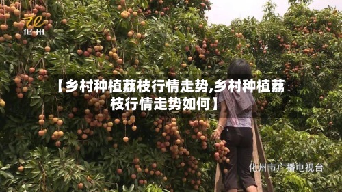【乡村种植荔枝行情走势,乡村种植荔枝行情走势如何】
