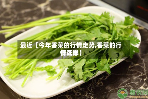 最近【今年香菜的行情走势,香菜的行情近来什么样】-第3张图片