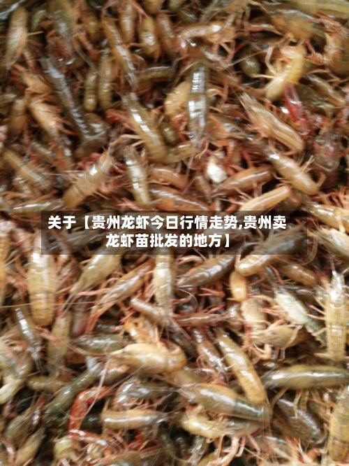 关于【贵州龙虾今日行情走势,贵州卖龙虾苗批发的地方】-第3张图片