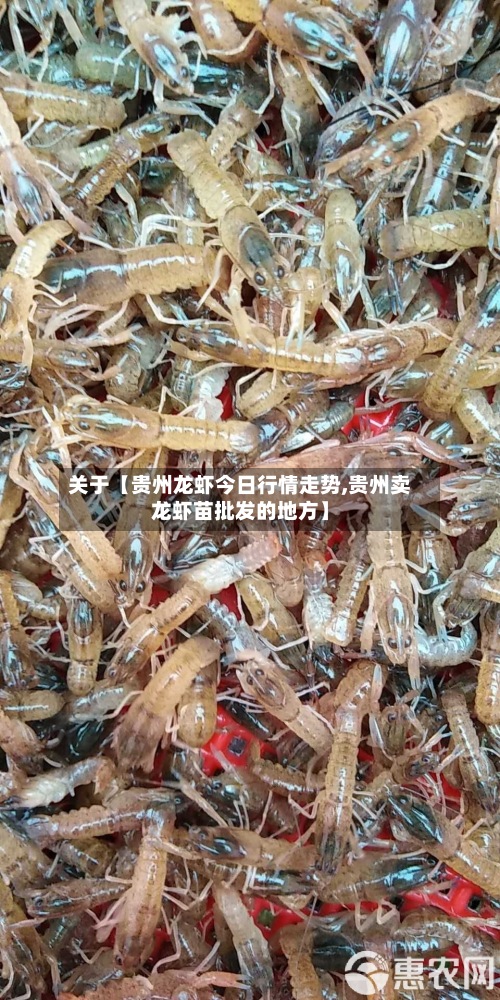 关于【贵州龙虾今日行情走势,贵州卖龙虾苗批发的地方】-第2张图片