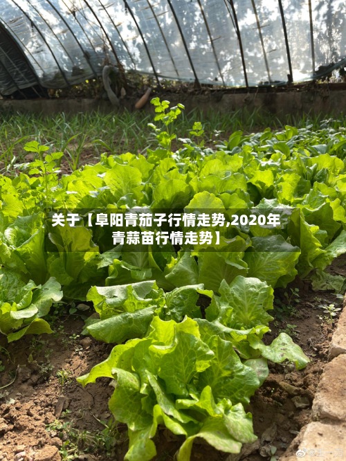 关于【阜阳青茄子行情走势,2020年青蒜苗行情走势】