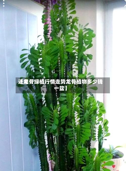 近来
【龙骨绿植行情走势龙骨植物多少钱一盆】-第2张图片