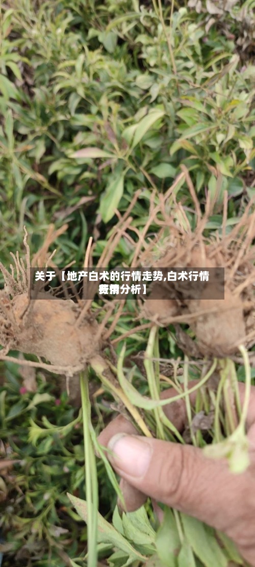 关于【地产白术的行情走势,白术行情费用
行情分析】