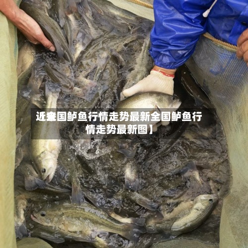 近来【全国鲈鱼行情走势最新全国鲈鱼行情走势最新图】