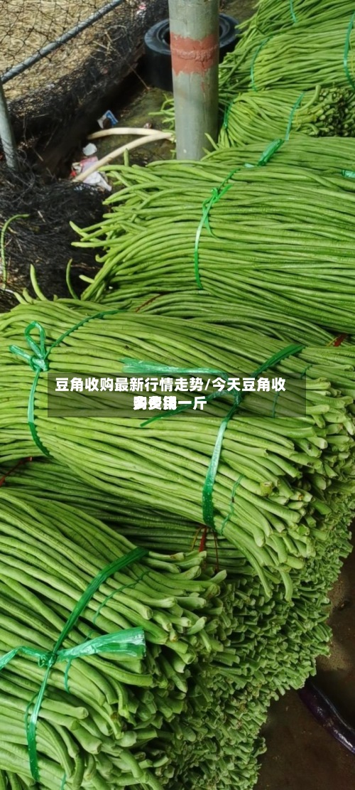 豆角收购最新行情走势/今天豆角收购费用多少钱一斤-第3张图片