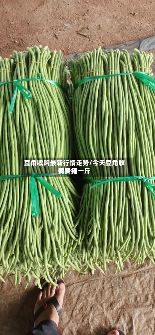 豆角收购最新行情走势/今天豆角收购费用多少钱一斤